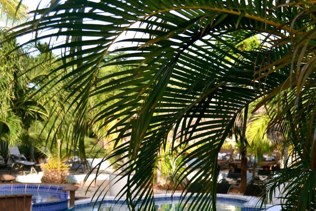 Bananas Apartments Adults Only Palm Beach Kültér fotó